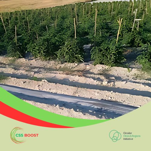 Pilot 1 in Crete: Growing the Future of Sustainable Tomatoes